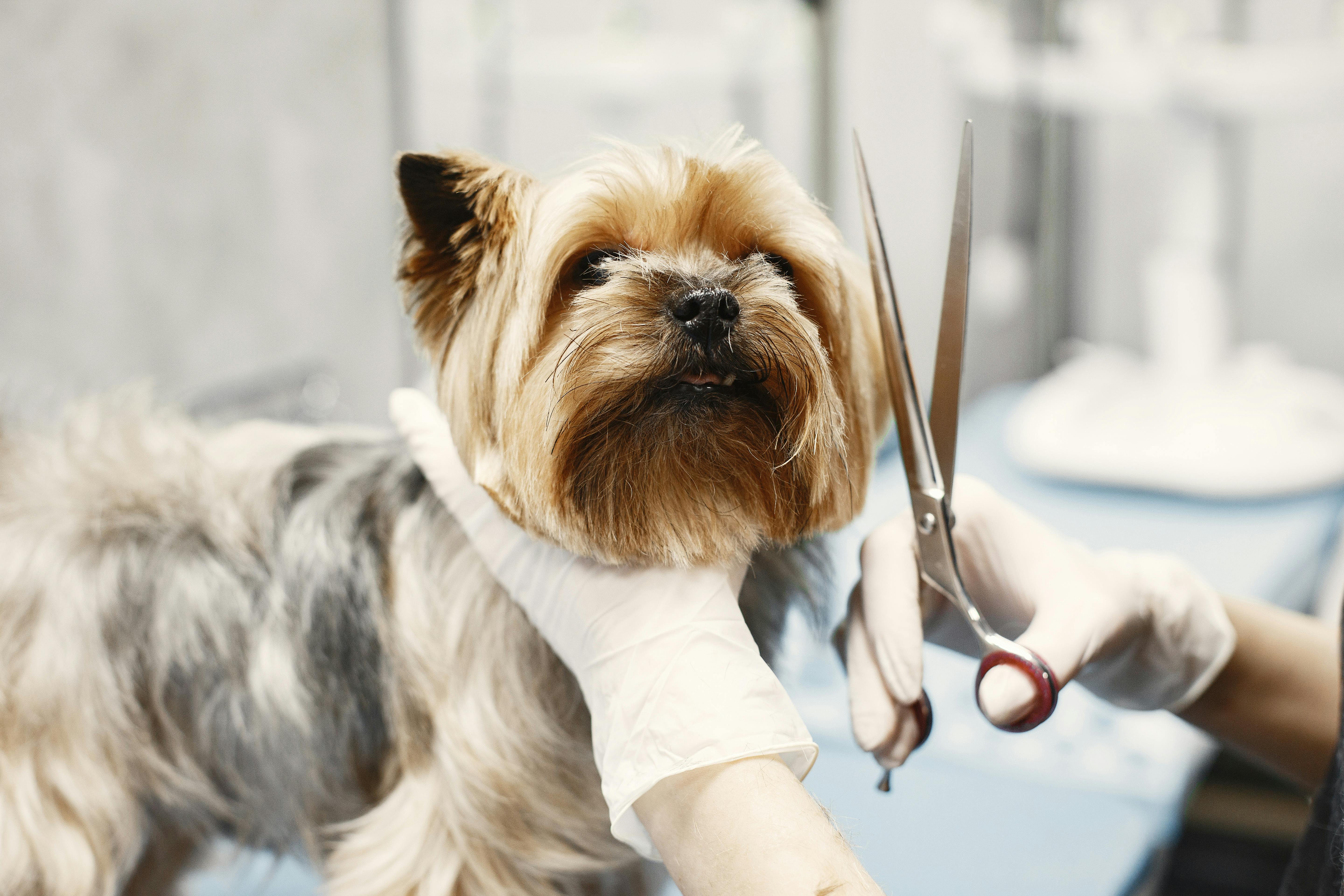 Pet grooming service