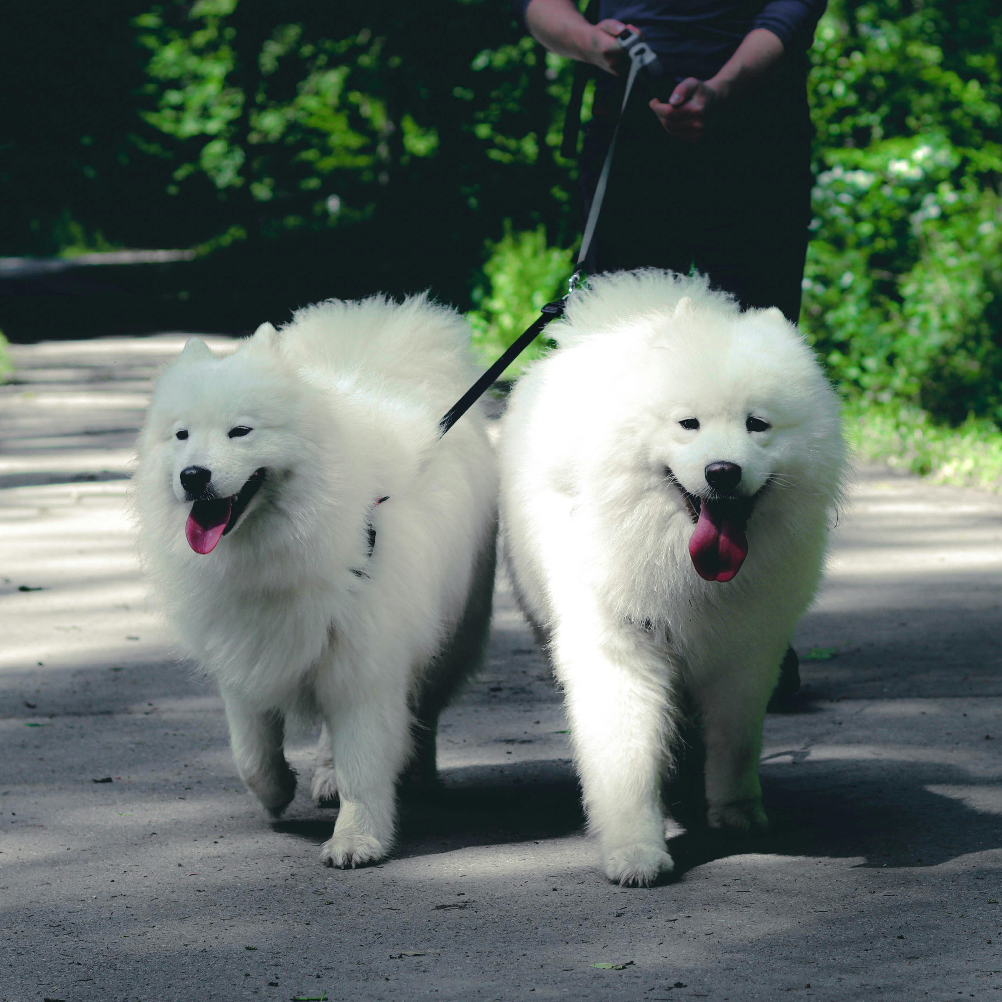 Pet walking service